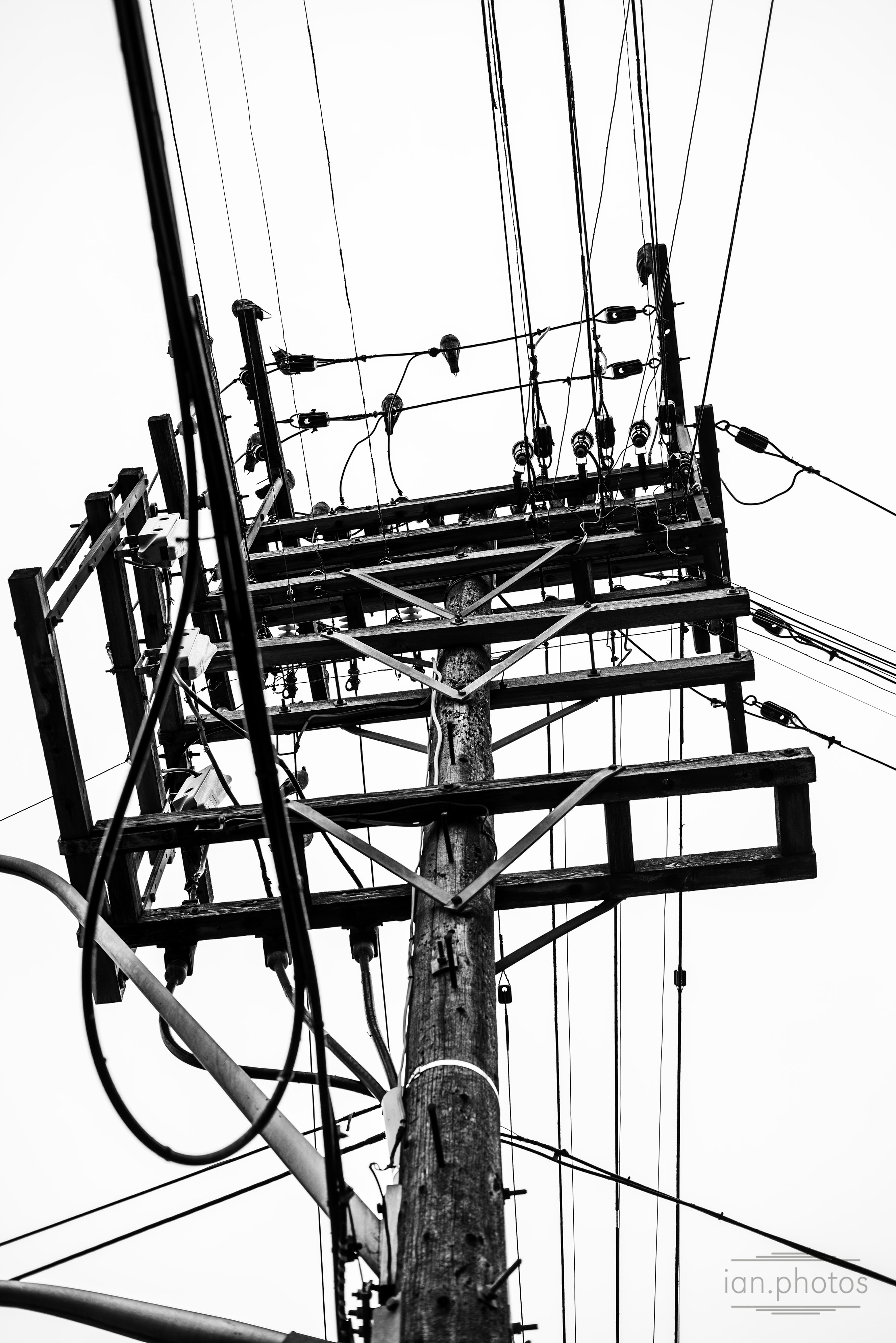 Black and White Photo Powerlines and pole with pigeons perched on. | ian.photos