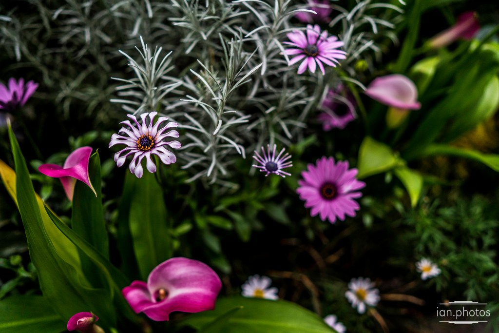 Spring in Full&nbsp;Bloom