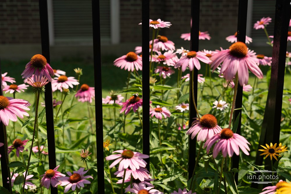 Cone flowers on the U of T campus including a bee. 