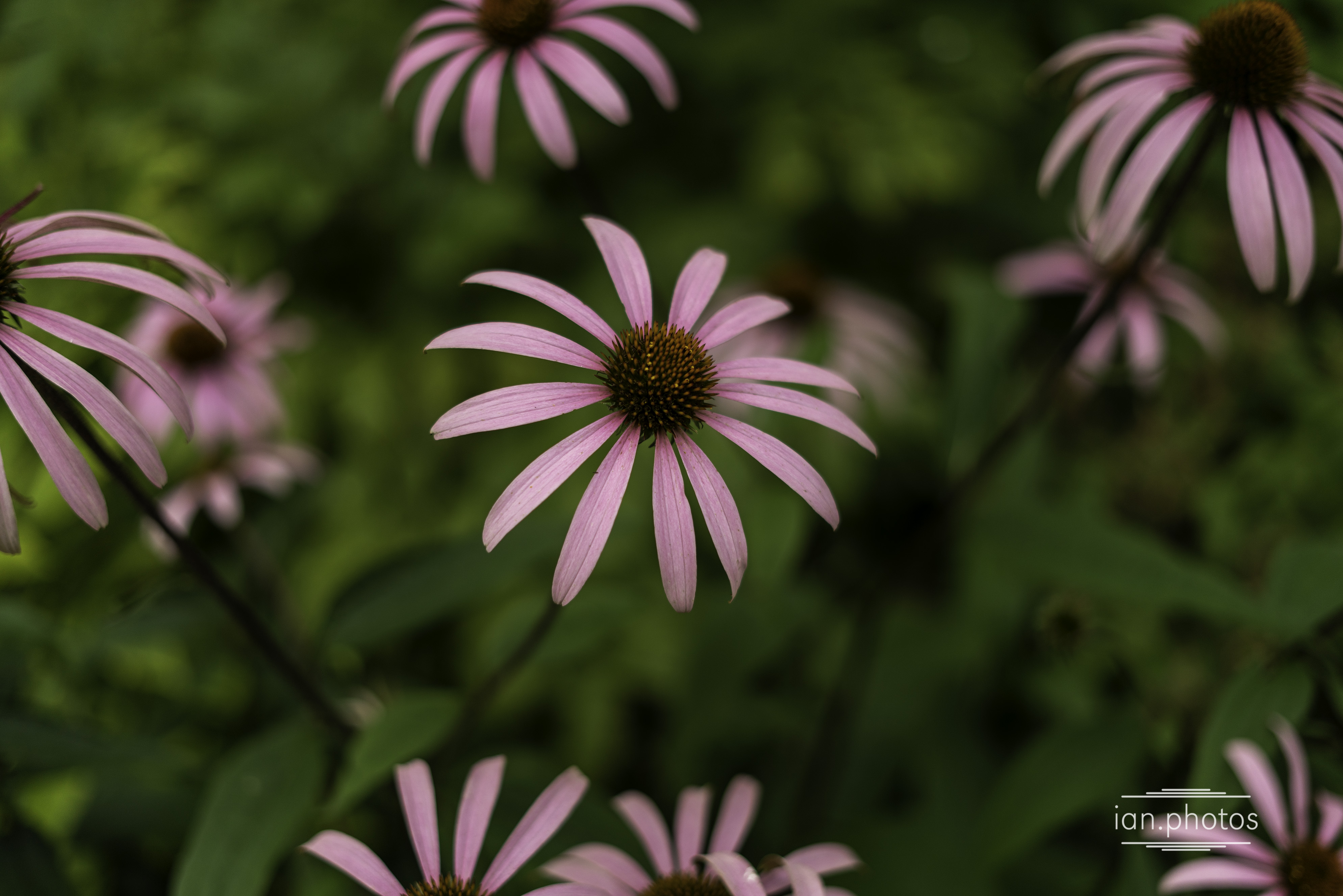 Pink cone flowers