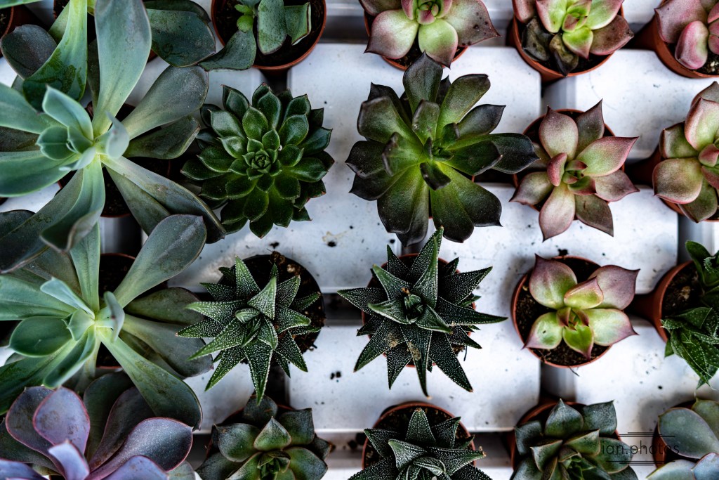 Succulents Again, Again!