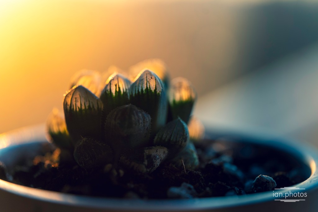 Happy Haworthia