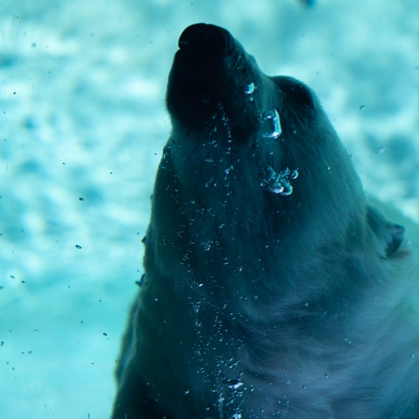 Polar Bear underwater, with blue overtones and lots of air bubbles.