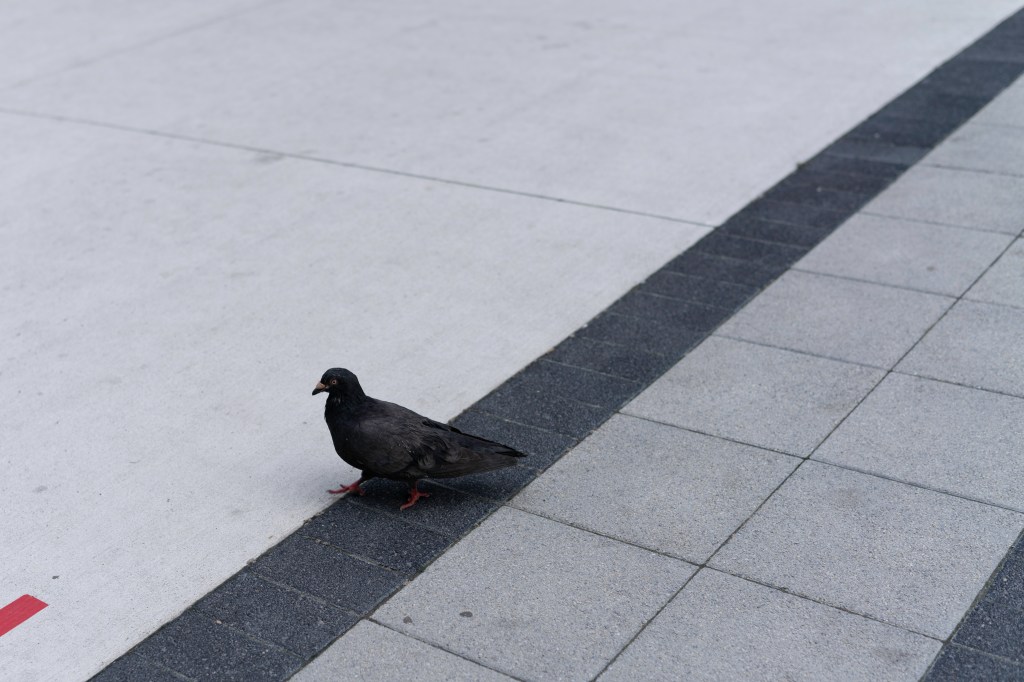 Pigeon