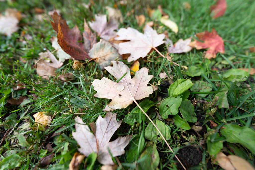 Maple leaf speckled with dew drops, on a pile of other fallen leaves. 