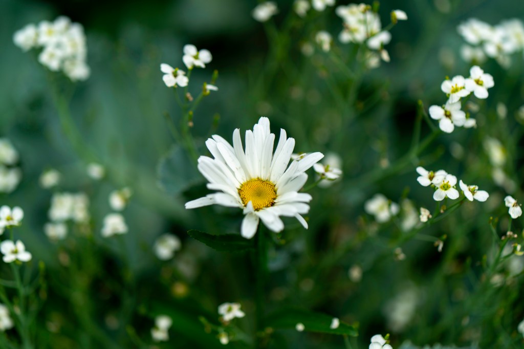 Meadows are a Special Kind of&nbsp;Joy
