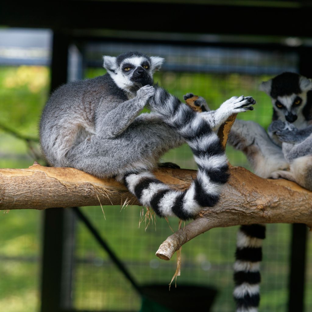 Happiness has a&nbsp;tail