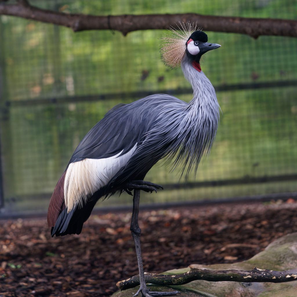 I can never remember the name of this&nbsp;bird.