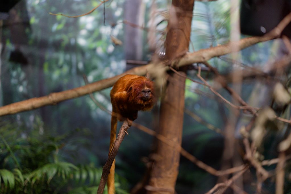 Golden Tamarin