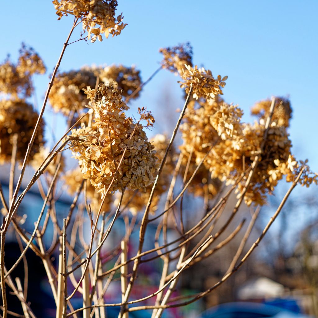 Frozen Blooms