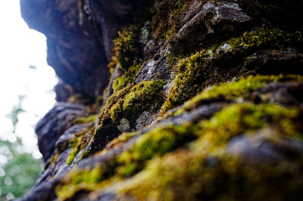 Moss in the&nbsp;Mountains