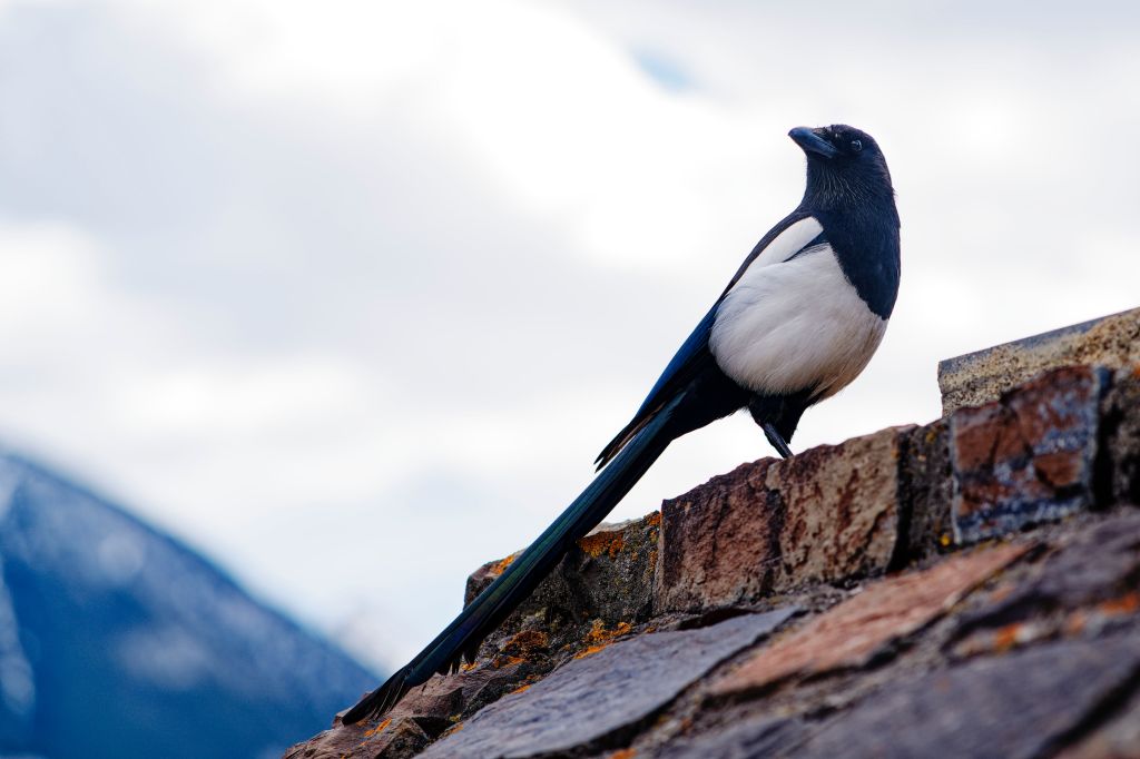 What a Handsome Magpie